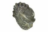 Wide, Enrolled Flexicalymene Trilobite - Indiana #287769-1